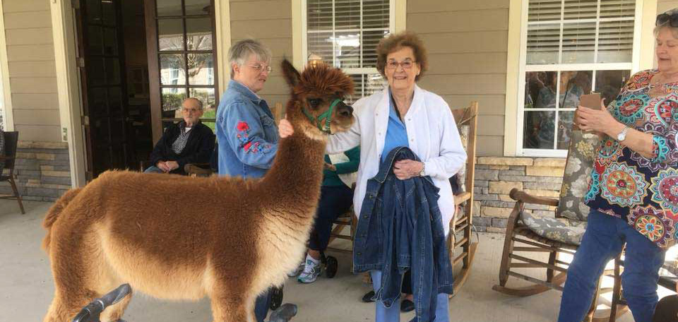 residents petting an alpaca on the patio