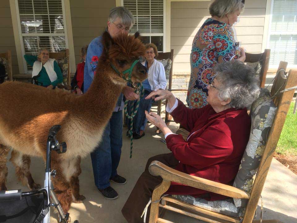 residents petting a lama